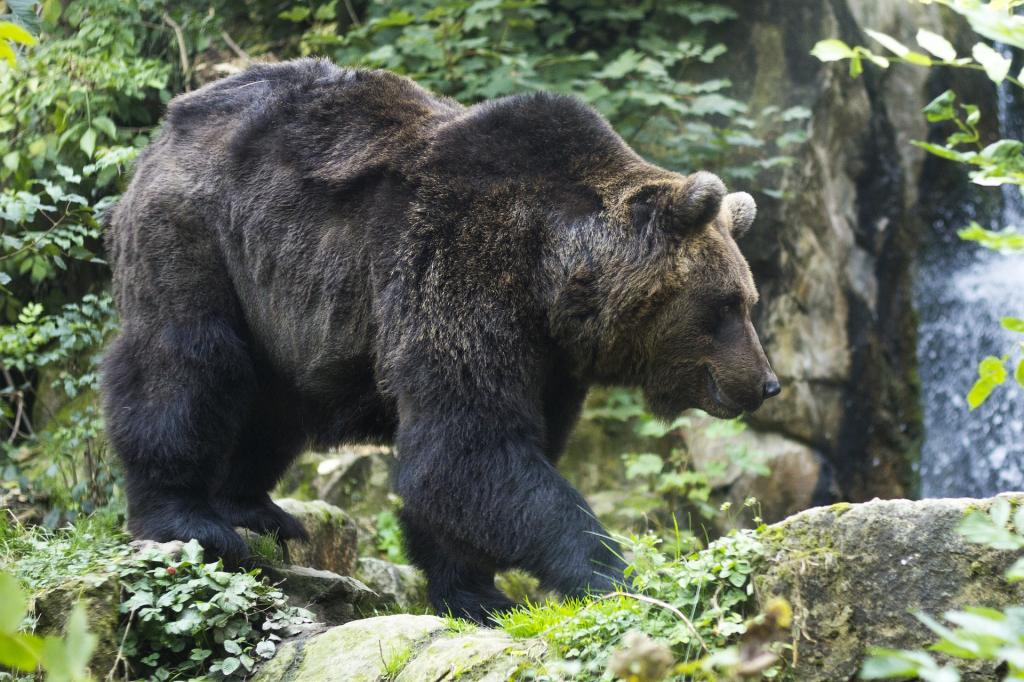 Parco Faunistico Spormaggiore vedere gli animali in Trentino HotelAlpen ANDALO2