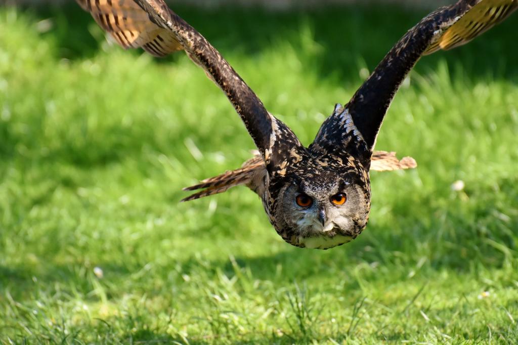 Parco Faunistico Spormaggiore vedere gli animali in Trentino HotelAlpen ANDALO